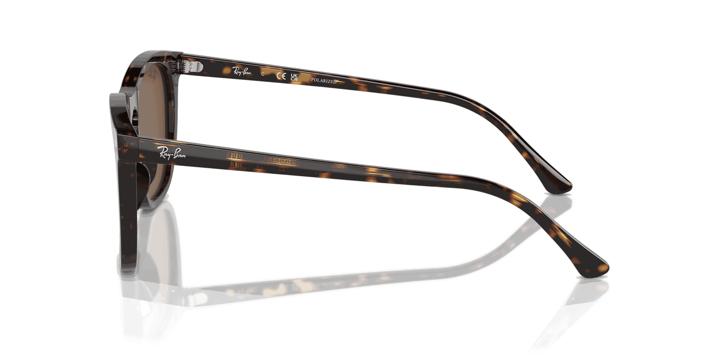[Brown Lenses, Polished Havana Frame]