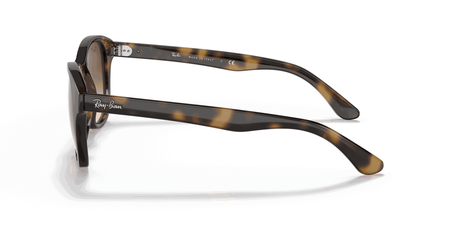[Brown Gradient Dark Brown Lenses, Polished Light Havana Frame]