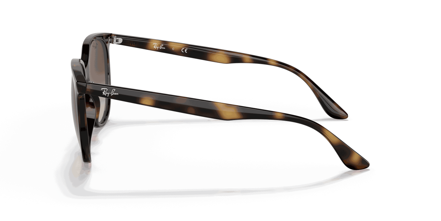 [Gradient Brown Lenses, Polished Havana Frame]