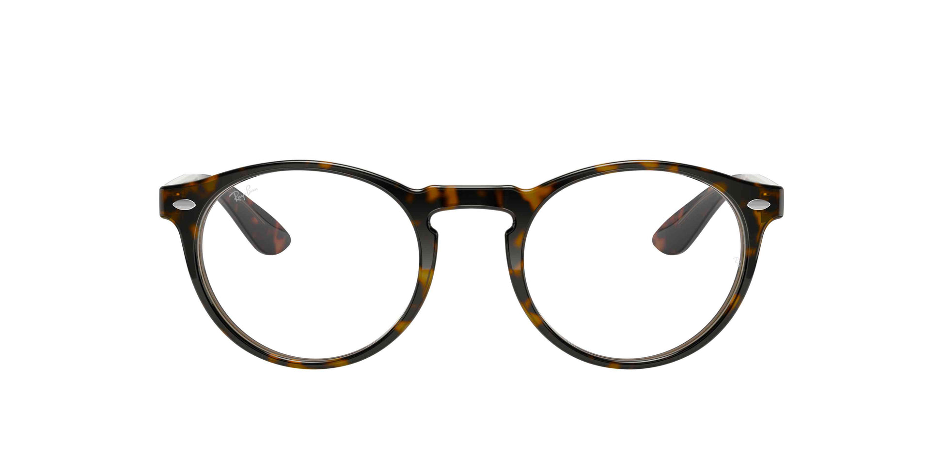 [Tortoise]